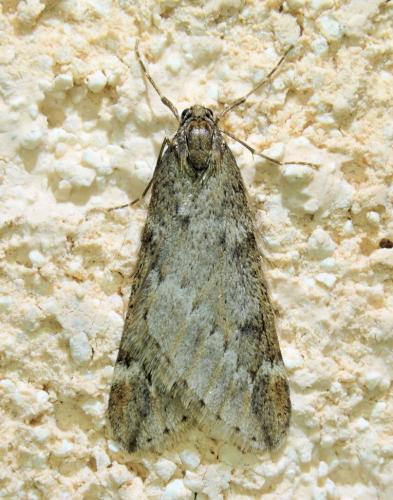 Alsophila aescularia